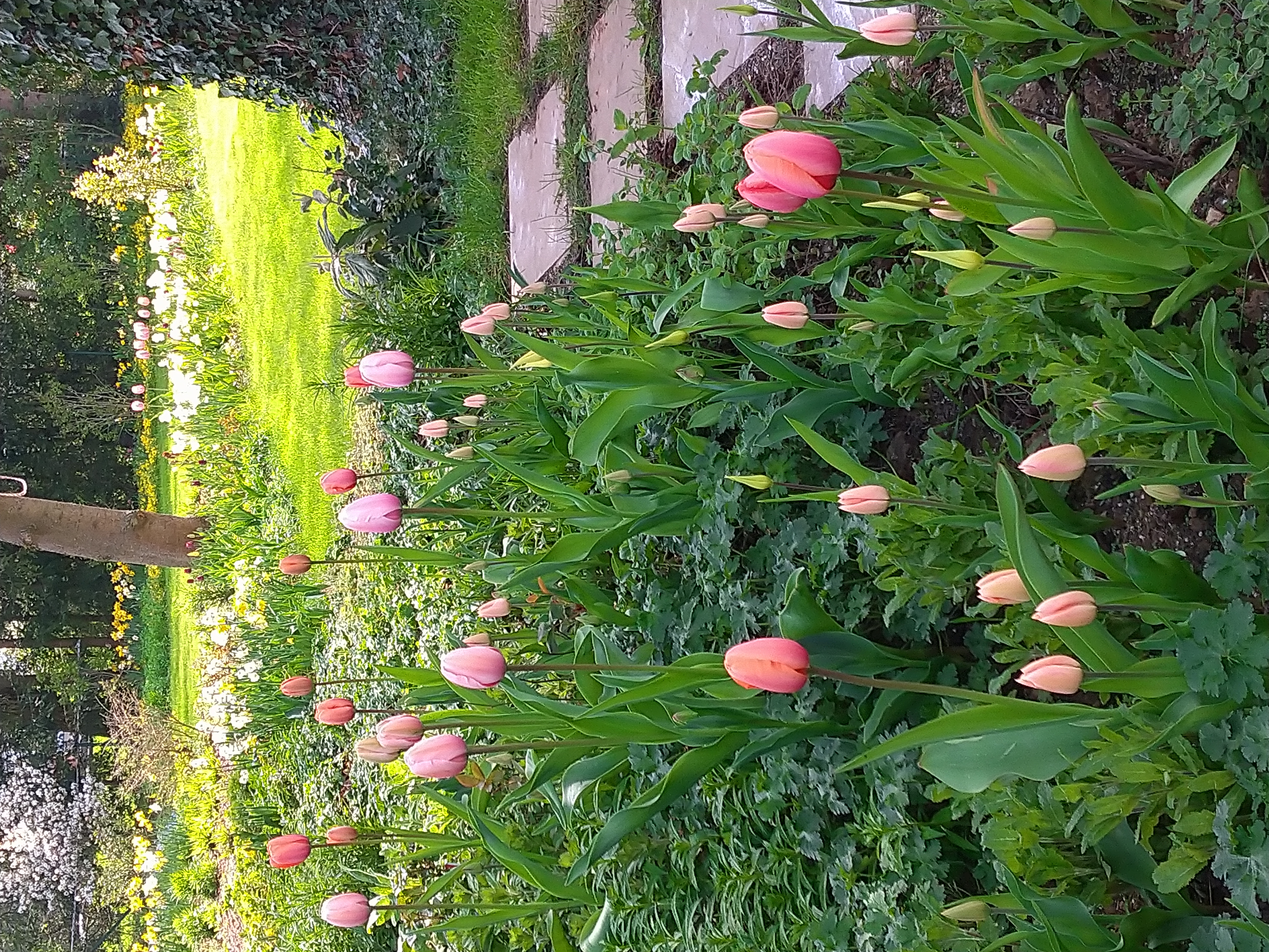 Fruehling Tulpen